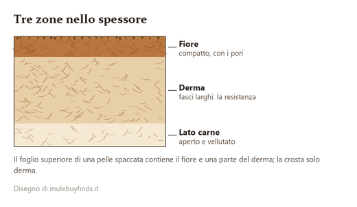 Sezione verticale con tre fasce: fiore sottile e compatto, derma con fasci larghi, lato carne vellutato