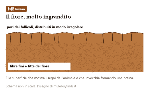 Ingrandimento schematico del fiore: pori irregolari in superficie e fibre fini e fitte subito sotto