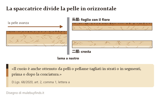 Una pelle che passa nella lama a nastro e si divide in due fogli: sopra il fiore, sotto la crosta